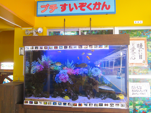 動物の世話・プチ水族館の海水魚